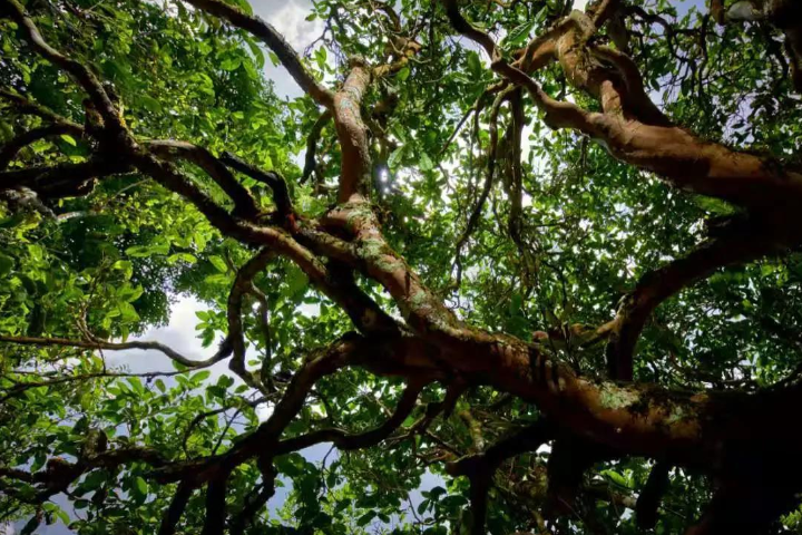 2023年那罕古樹春茶價(jià)格是多少？