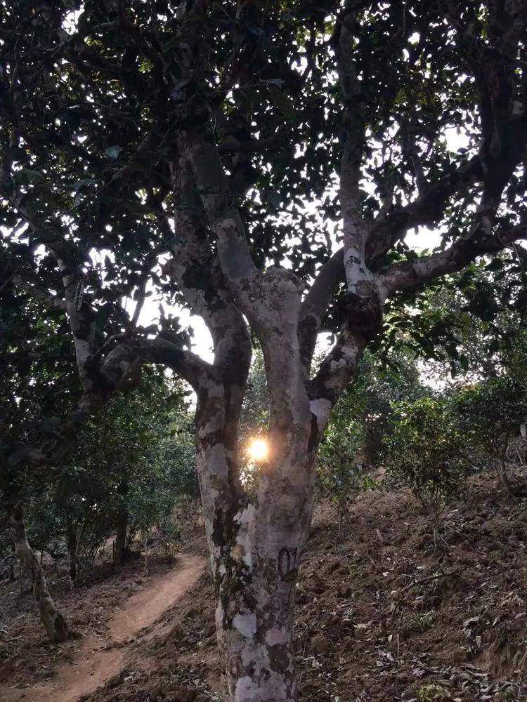 2023年小戶賽古樹春茶口感如何？