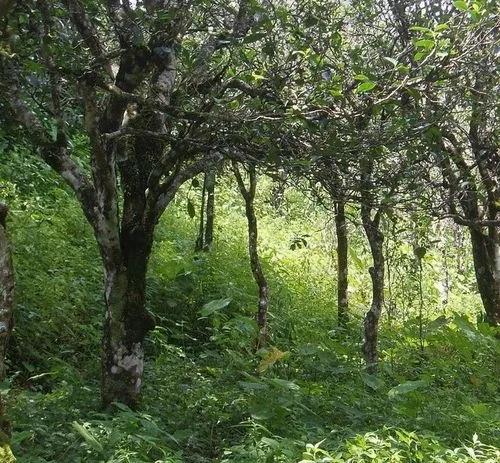 2023年小戶賽古樹春茶價(jià)格多少？