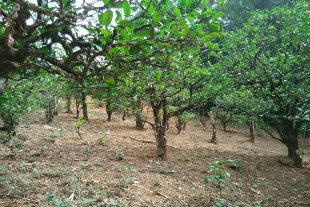 2023年小戶賽古樹(shù)春茶多少一公斤？