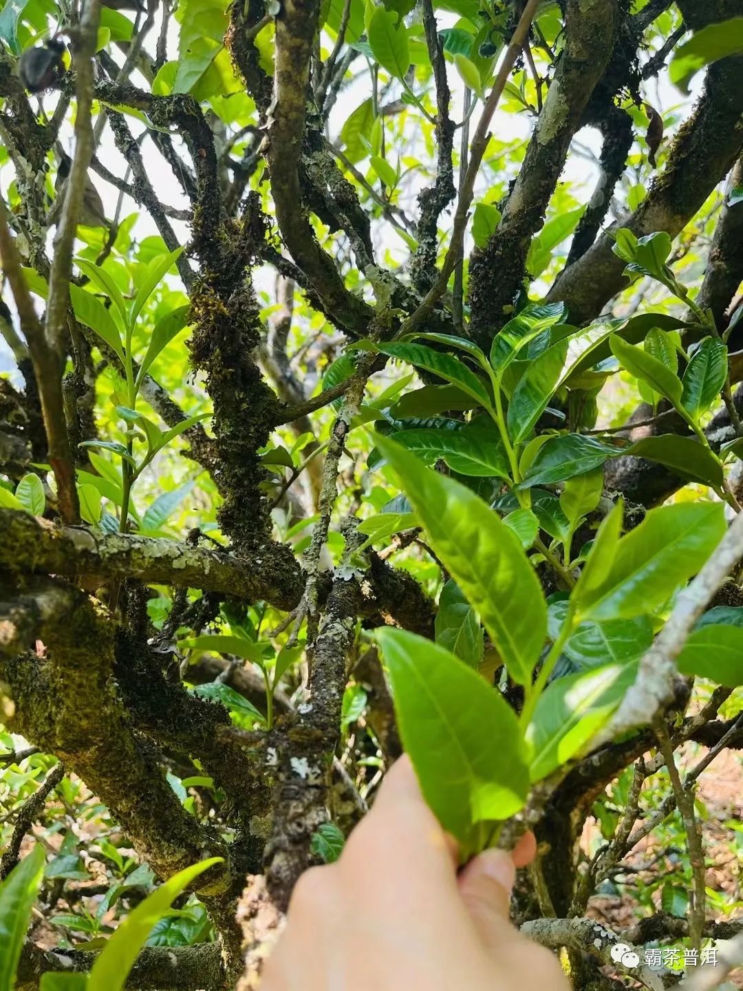 2023年正氣塘古樹(shù)春茶品質(zhì)如何？