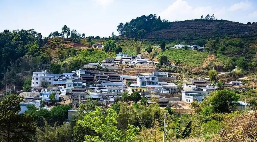 2023年正氣塘古樹春茶口感如何？