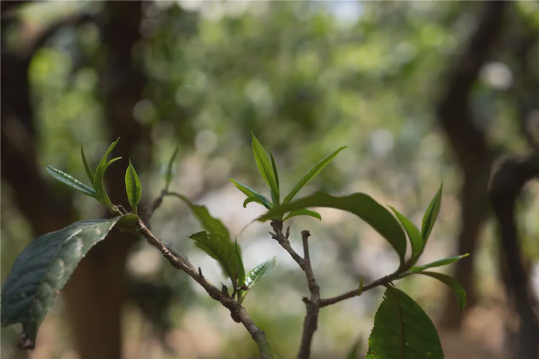 2023年壩糯古樹春茶品質(zhì)如何？