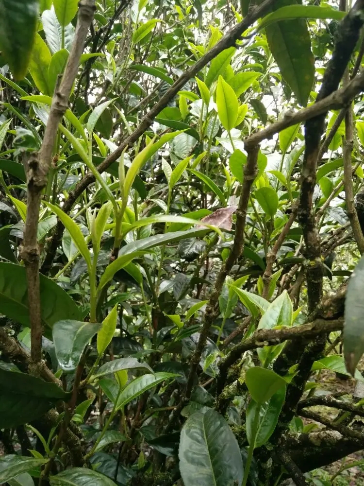 2023年壩糯古樹春茶口感怎么樣？