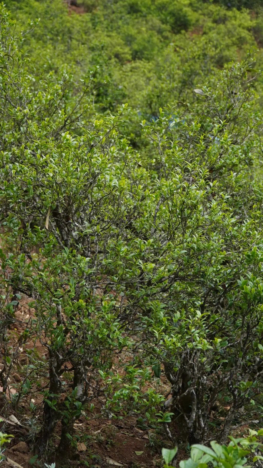 2023年壩糯古樹春茶特點(diǎn)是什么?