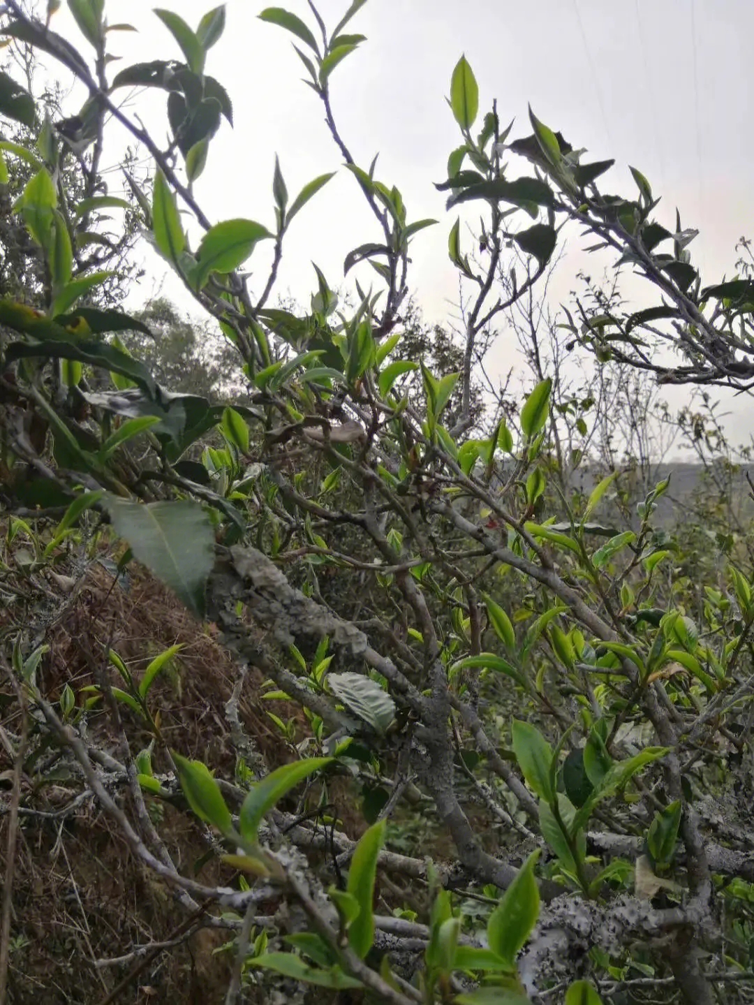 2023年壩糯古樹(shù)春茶多少一公斤?