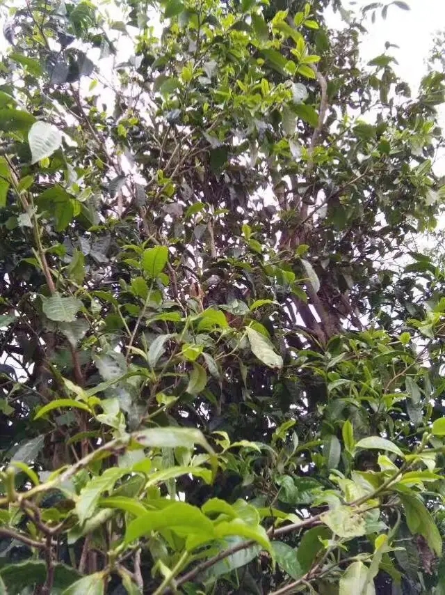 2023年那蕉古樹春茶口感怎么樣?