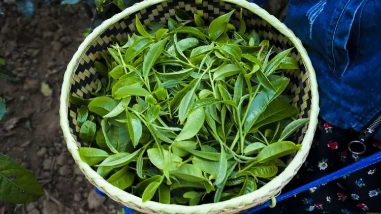 2023年那蕉古樹春茶特點是什么？