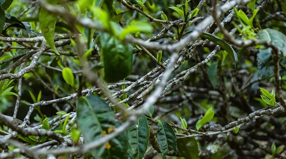 2023年那蕉古樹春茶多少一公斤？