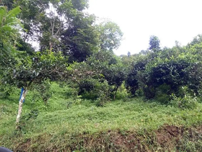 2023年南迫古樹春茶品質(zhì)怎么樣？