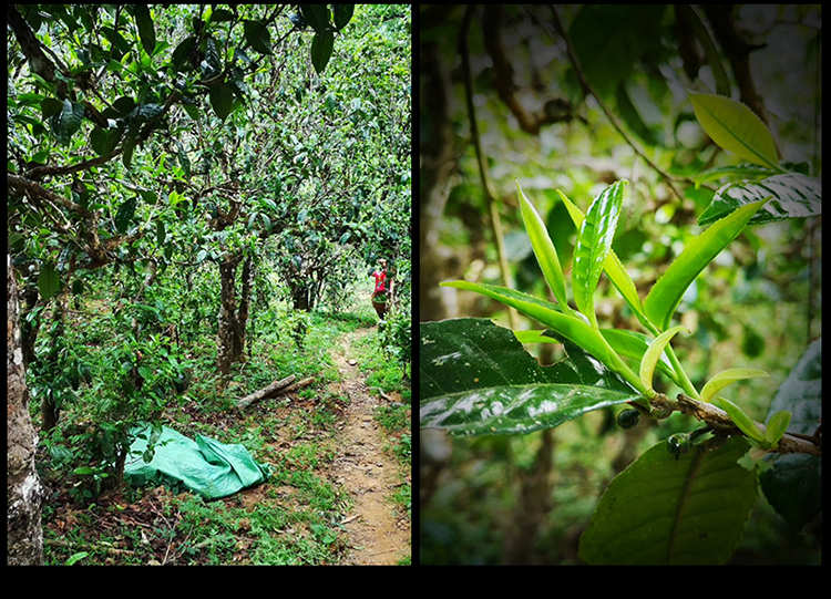 2023年南迫古樹春茶特點(diǎn)是什么？