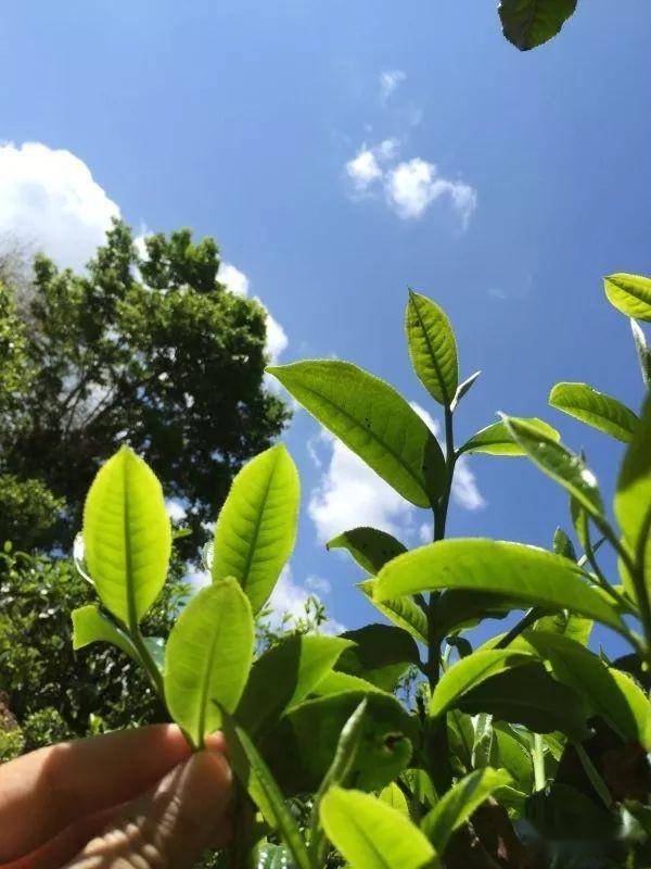 2023年南迫古樹春茶價格是多少？