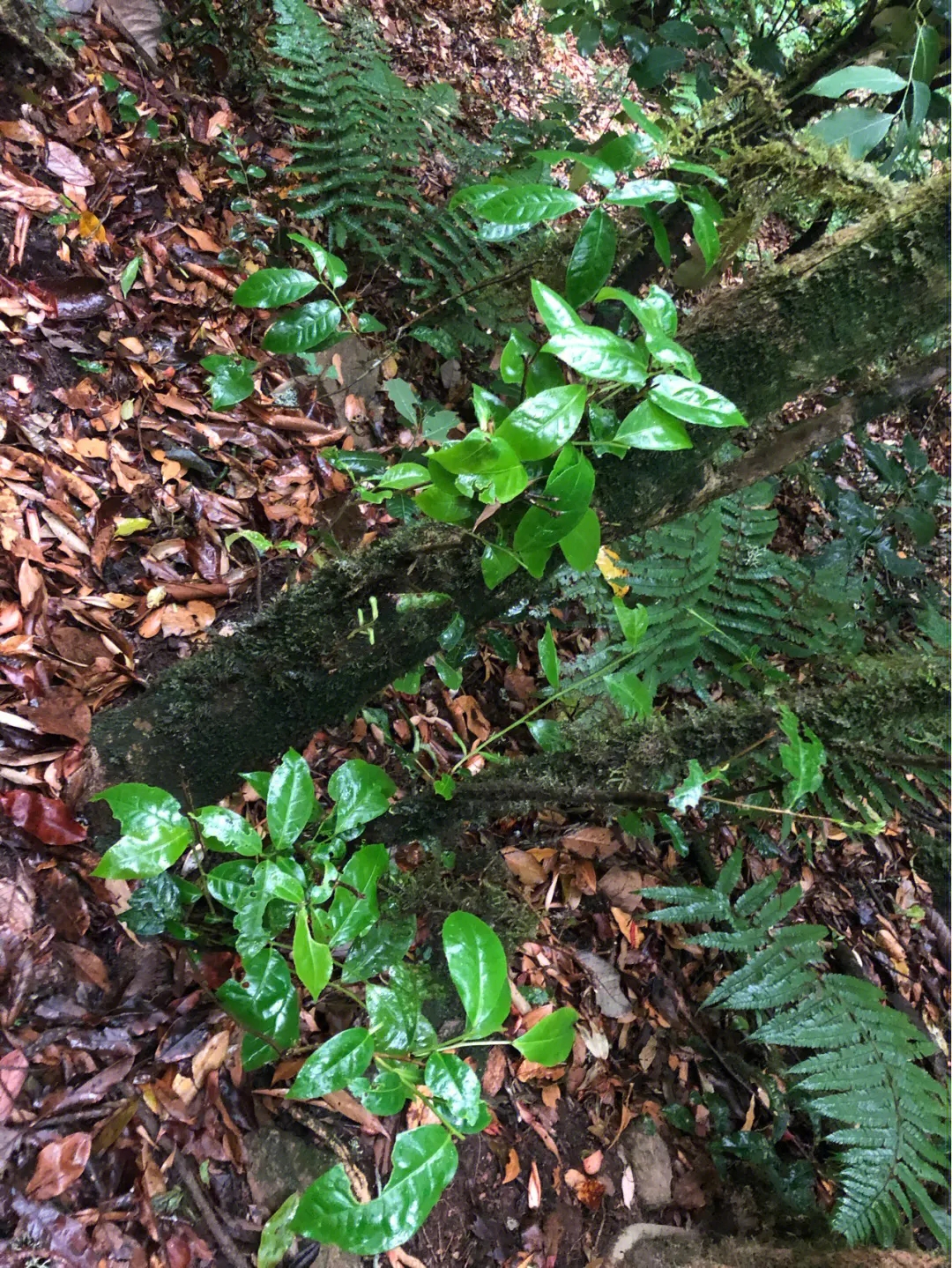 2023年南迫古樹春茶多少一公斤？