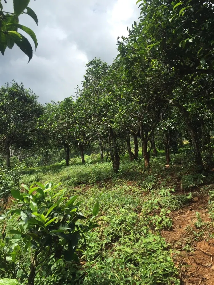 2023年地界古樹春茶特點是什么？