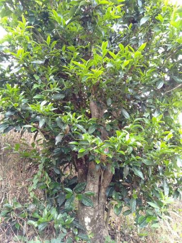 2023年壩歪古樹春茶口感怎么樣？