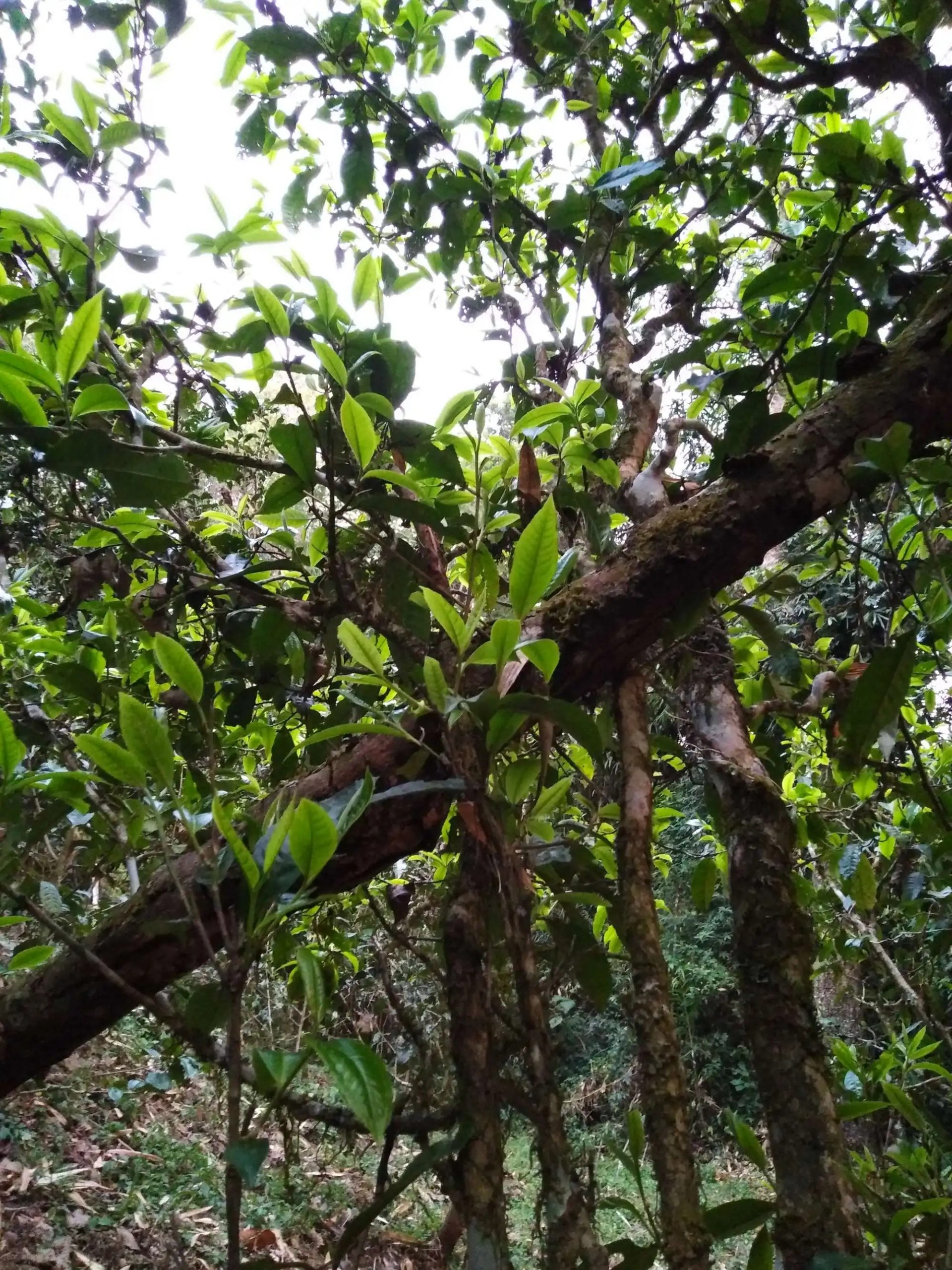 2023年糯伍古樹春茶品質(zhì)如何？