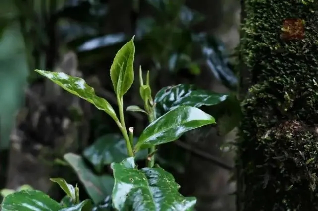 2023年薄荷塘古樹春茶品質(zhì)怎么樣？