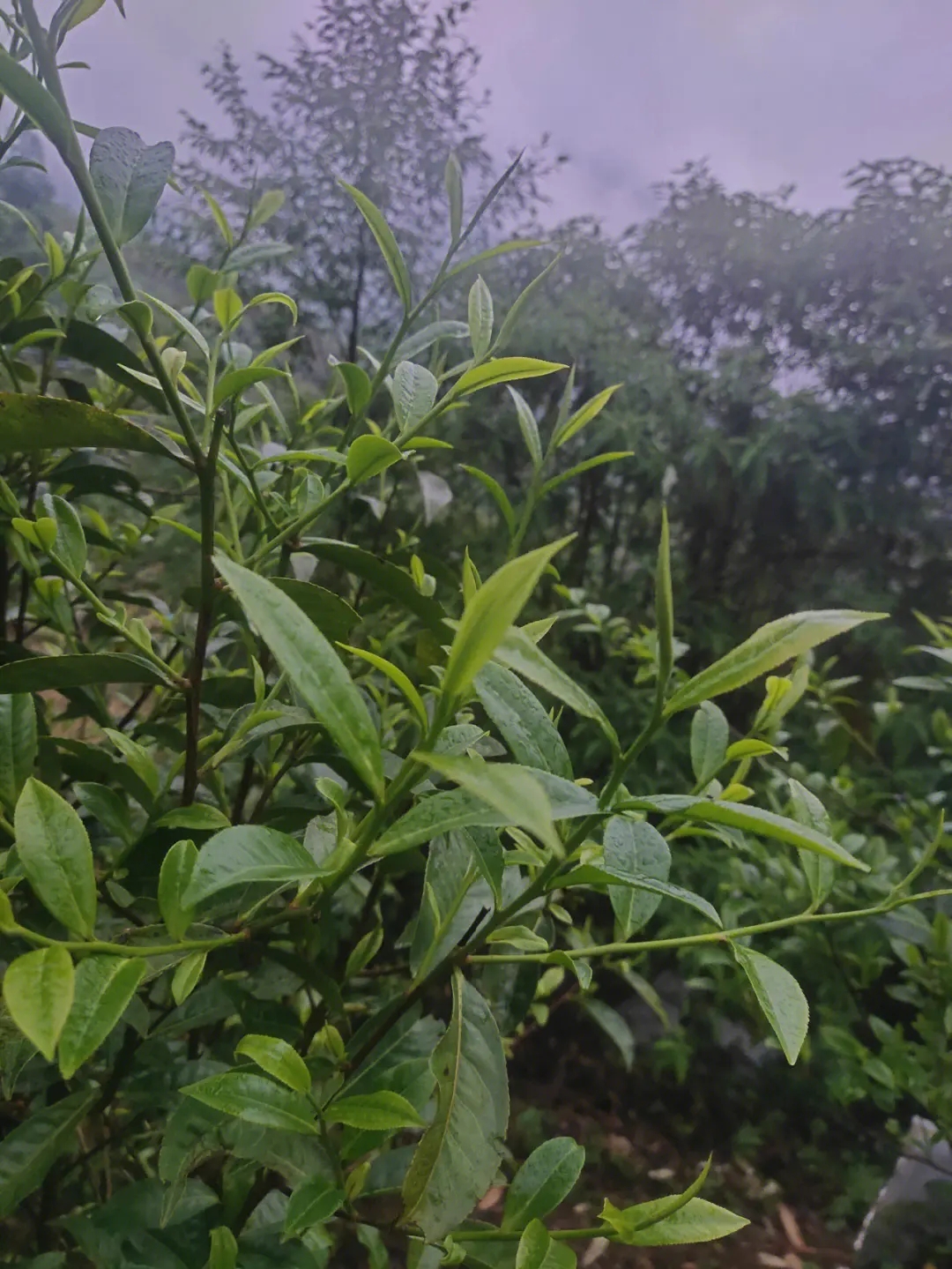 2023年薄荷塘古樹(shù)春茶特點(diǎn)？