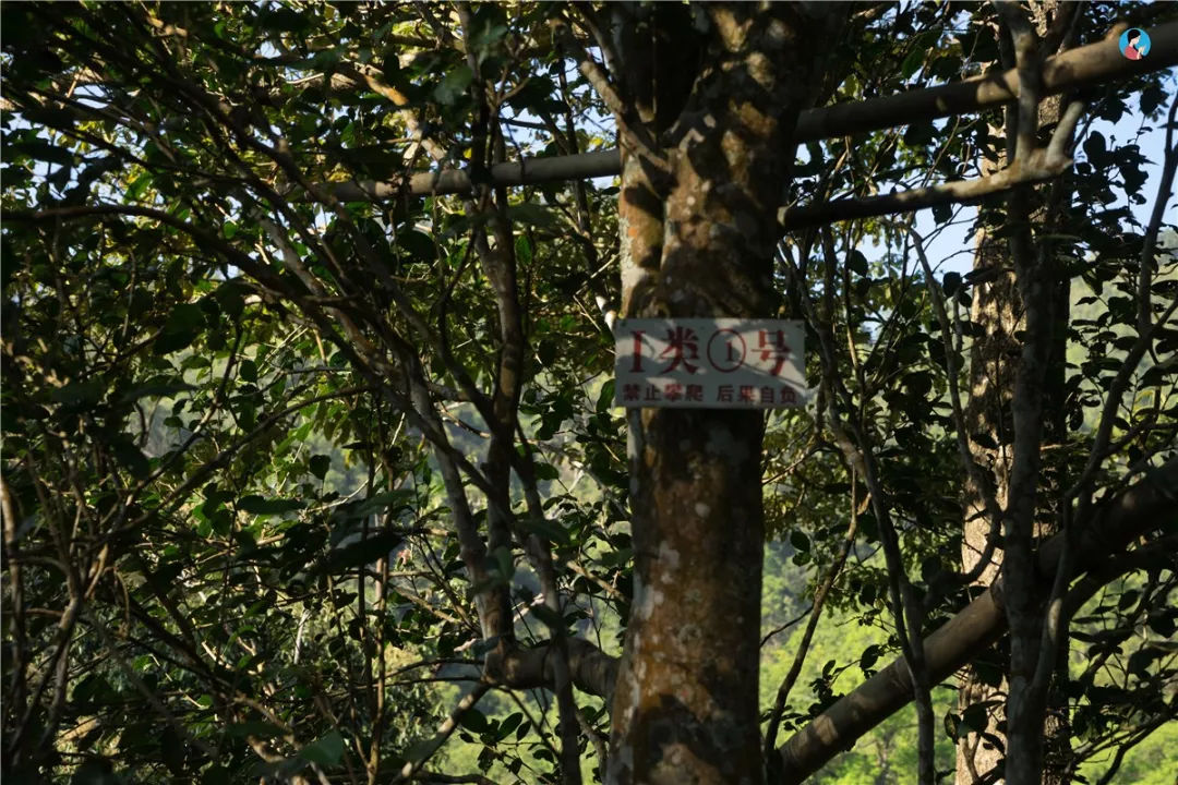 2023年薄荷塘古樹春茶價格是多少？