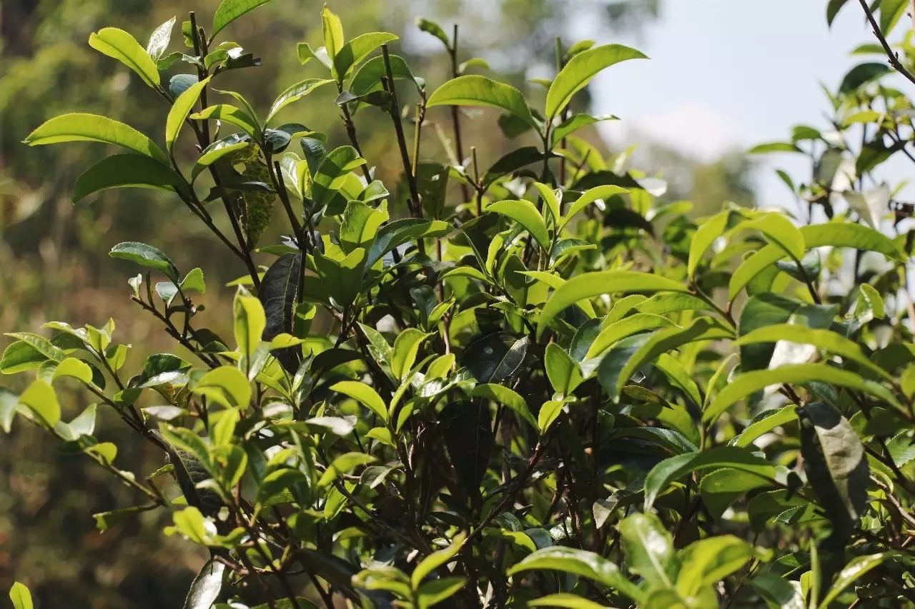 2023年彎弓古樹春茶品質(zhì)如何？