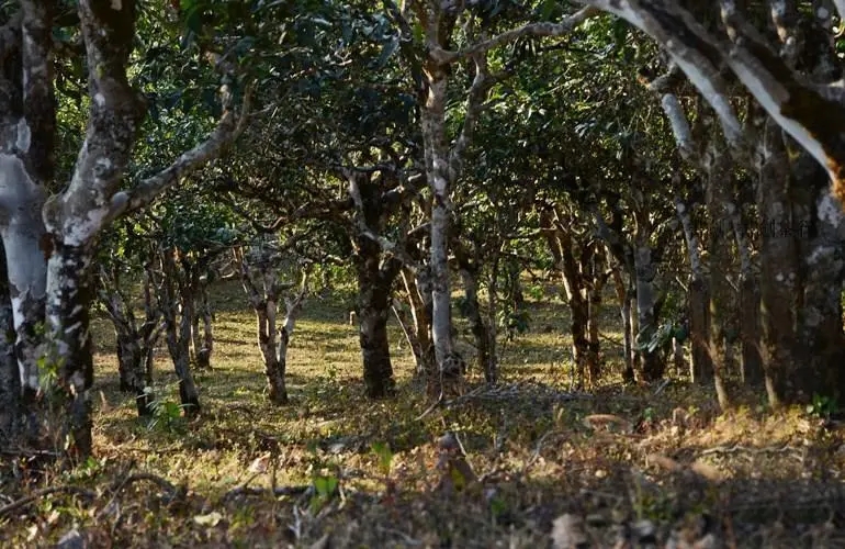 2023年彎弓古樹春茶特點是什么？