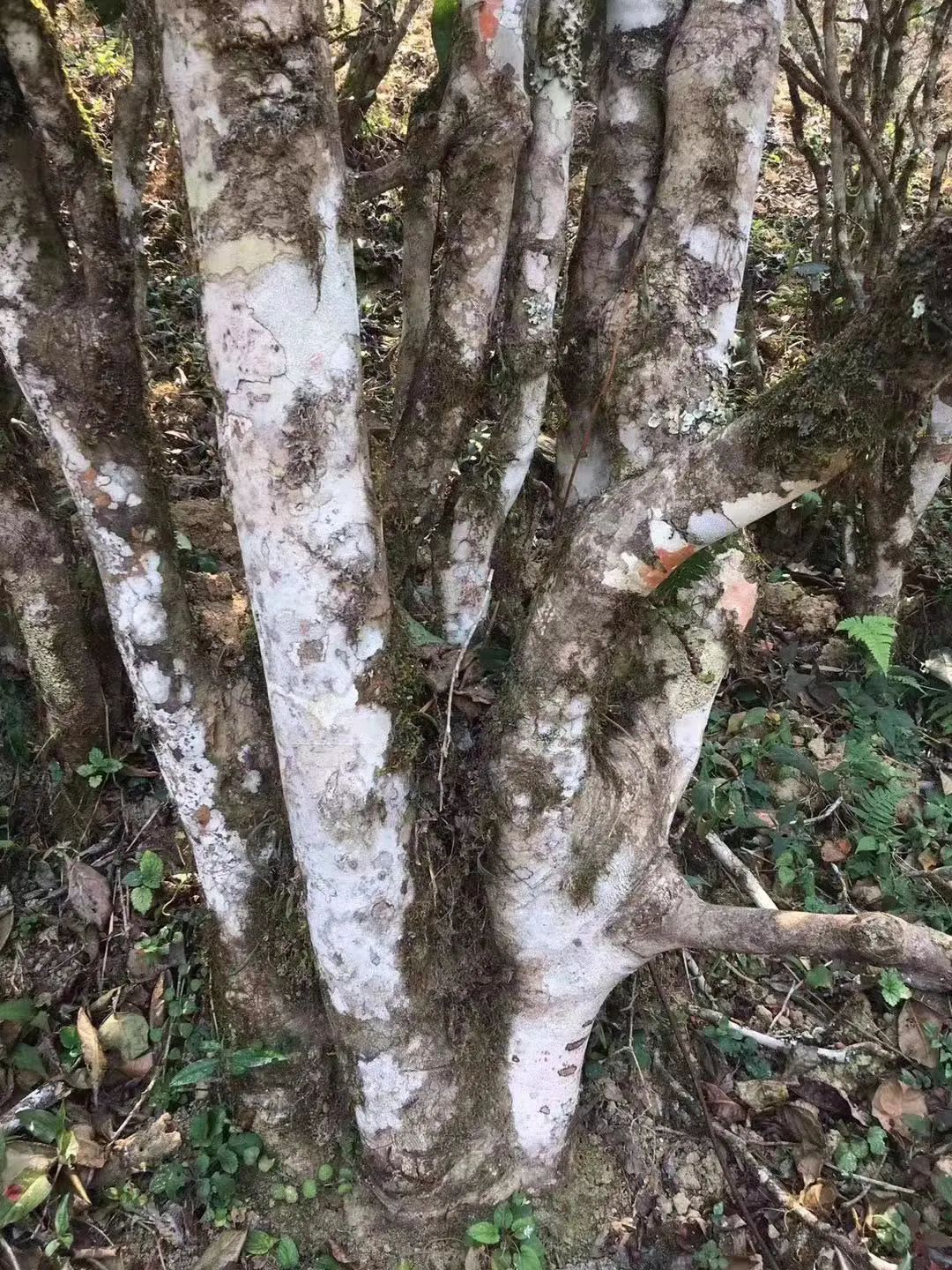 2023年彎弓古樹春茶口感如何？