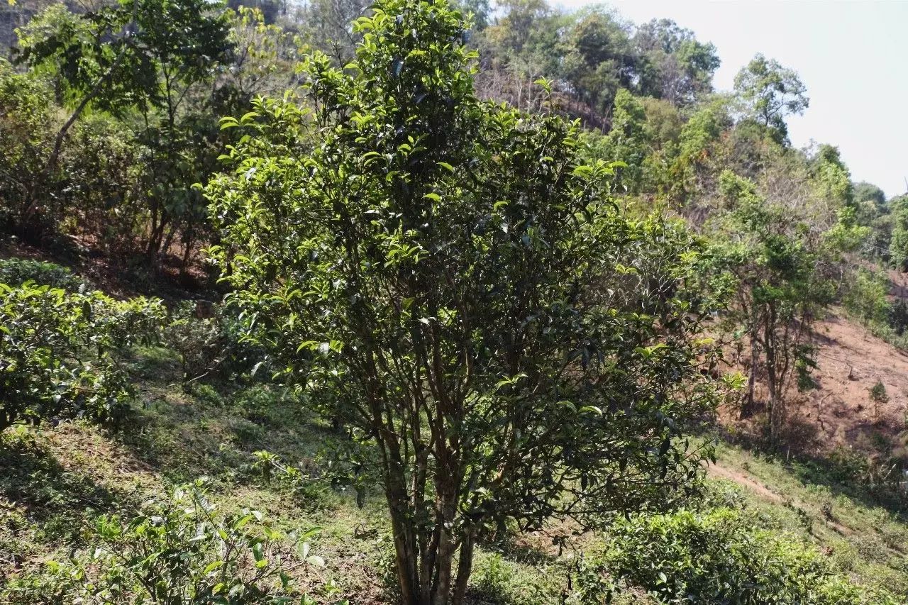 2023年彎弓古樹春茶價格是多少？