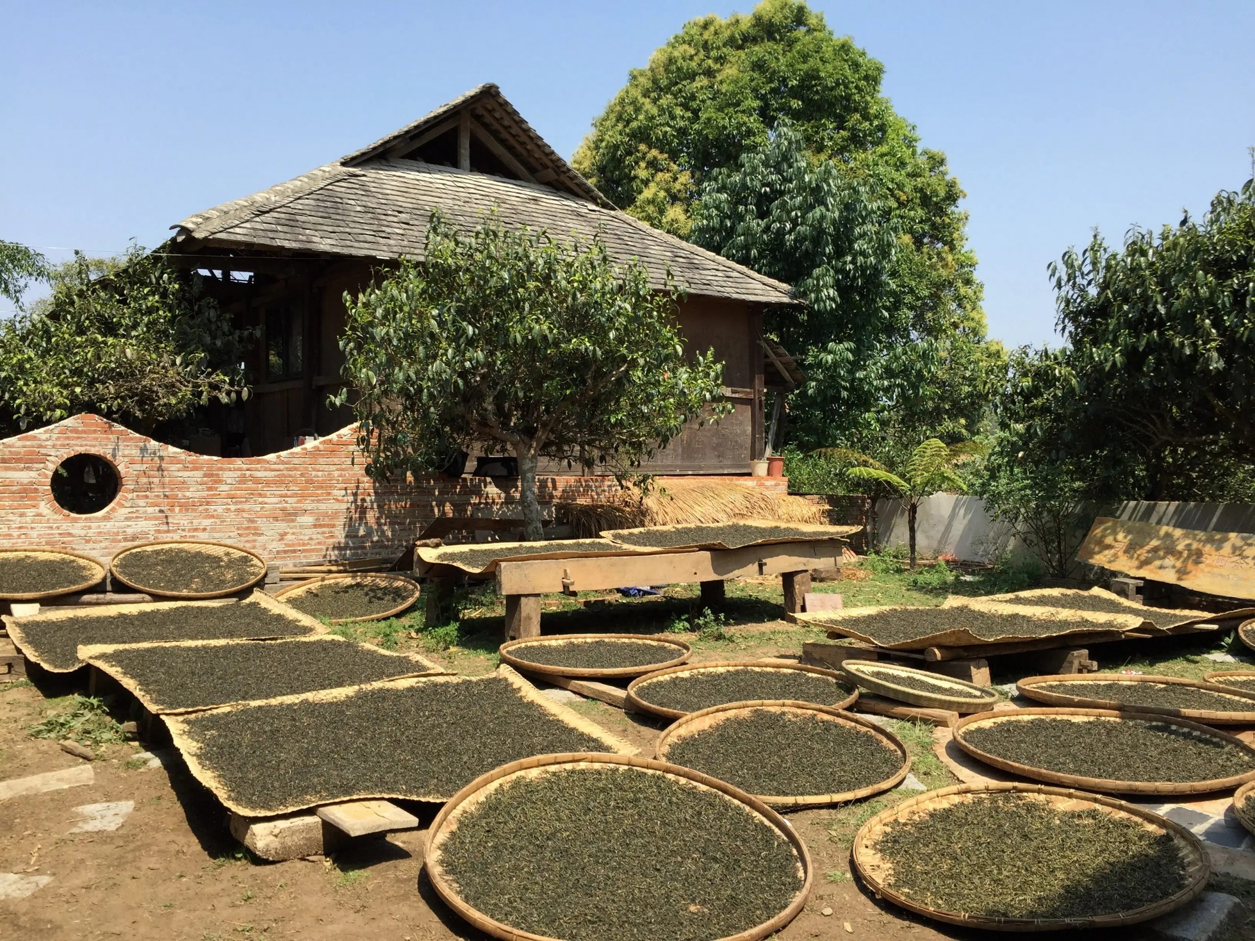 2023年彎弓古樹春茶多少一公斤？