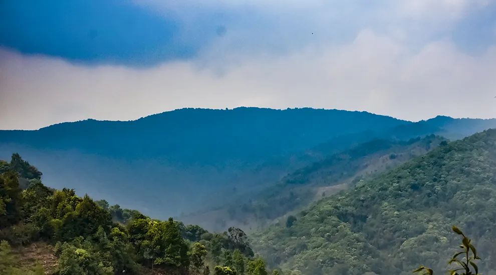 2023年勐庫(kù)大忠山古樹(shù)春茶品質(zhì)怎么樣？