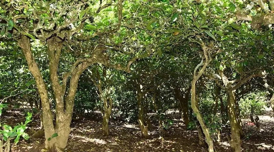 2023年勐庫(kù)大忠山古樹(shù)春茶多少錢(qián)一公斤？