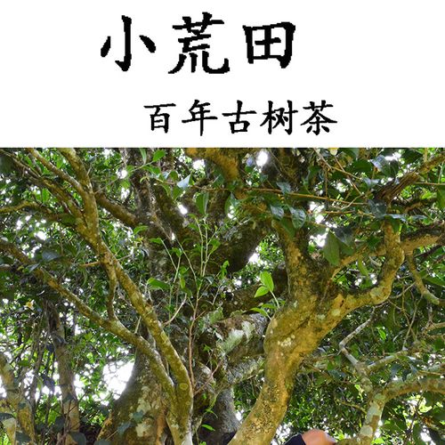 2023年勐庫(kù)小荒田古樹(shù)春茶特點(diǎn)？
