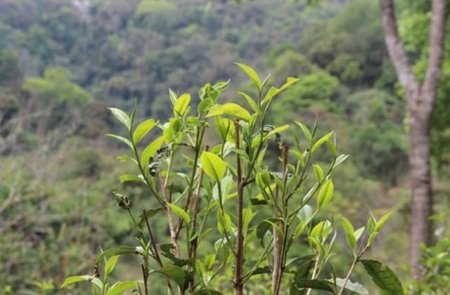 2023年勐庫(kù)那蕉古樹(shù)春茶品質(zhì)如何？