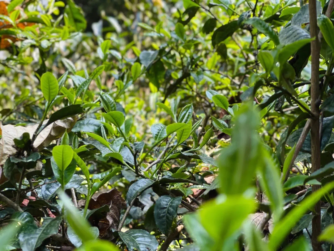 2023年勐庫(kù)那蕉古樹(shù)春茶多少一公斤？