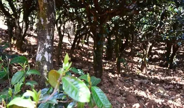 2023年勐庫(kù)豆腐寨古樹(shù)春茶價(jià)格是多少？