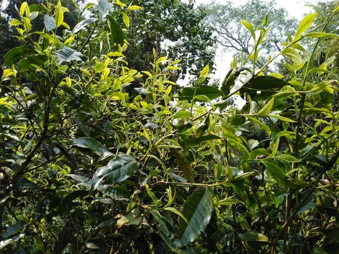 2023年勐庫(kù)河邊寨古樹(shù)特點(diǎn)是什么？