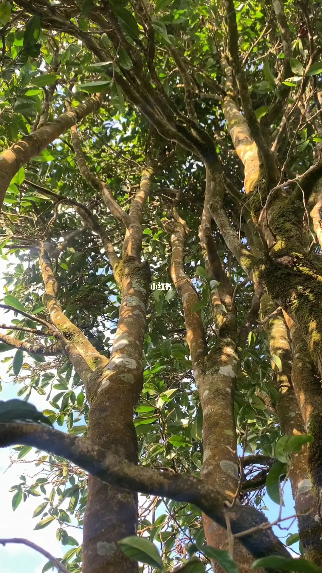 2023年勐庫(kù)河邊寨古樹(shù)春茶品質(zhì)如何？