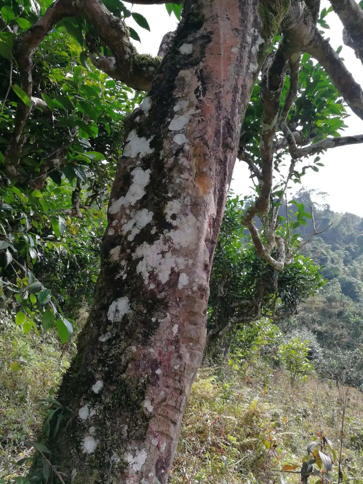 2023年麻栗坡古樹(shù)春茶特點(diǎn)是什么？