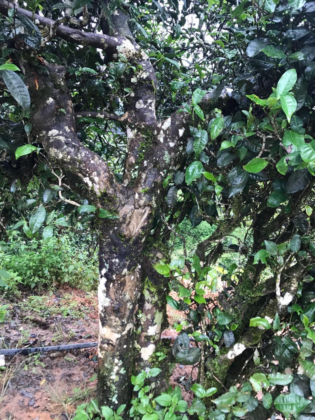 2023年麻栗坡古樹(shù)春茶價(jià)格是多少？