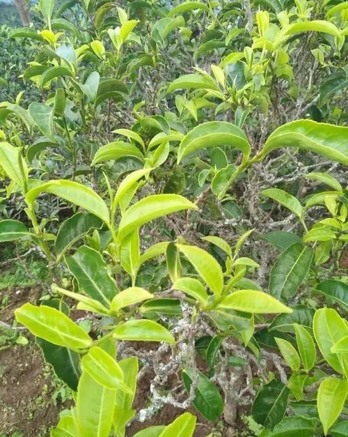 2023年鍋底塘古樹(shù)春茶口感如何？