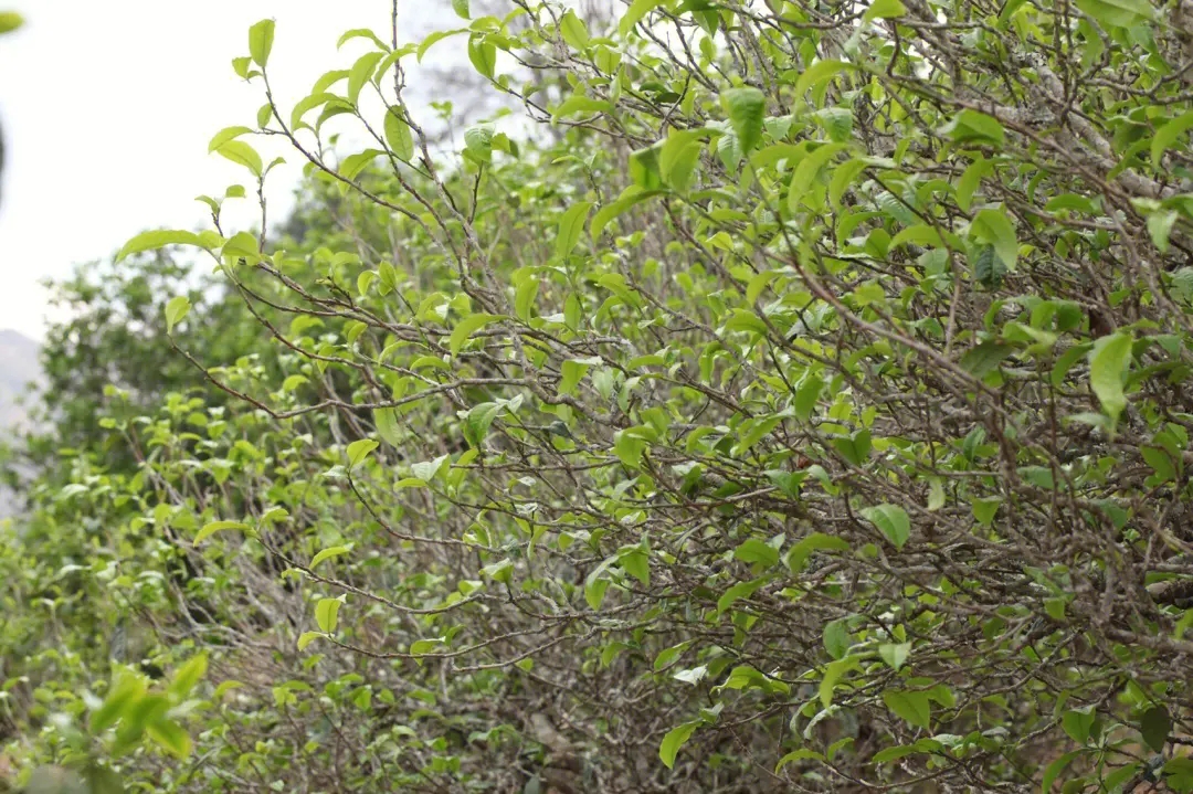 2023年鍋底塘古樹(shù)春茶價(jià)格多少？