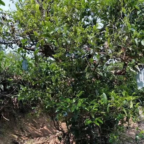 2023年永德大雪山古樹(shù)春茶口感怎么樣？