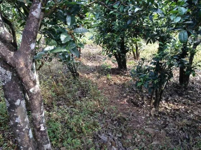 2023年永德大雪山古樹(shù)春茶價(jià)格是多少？