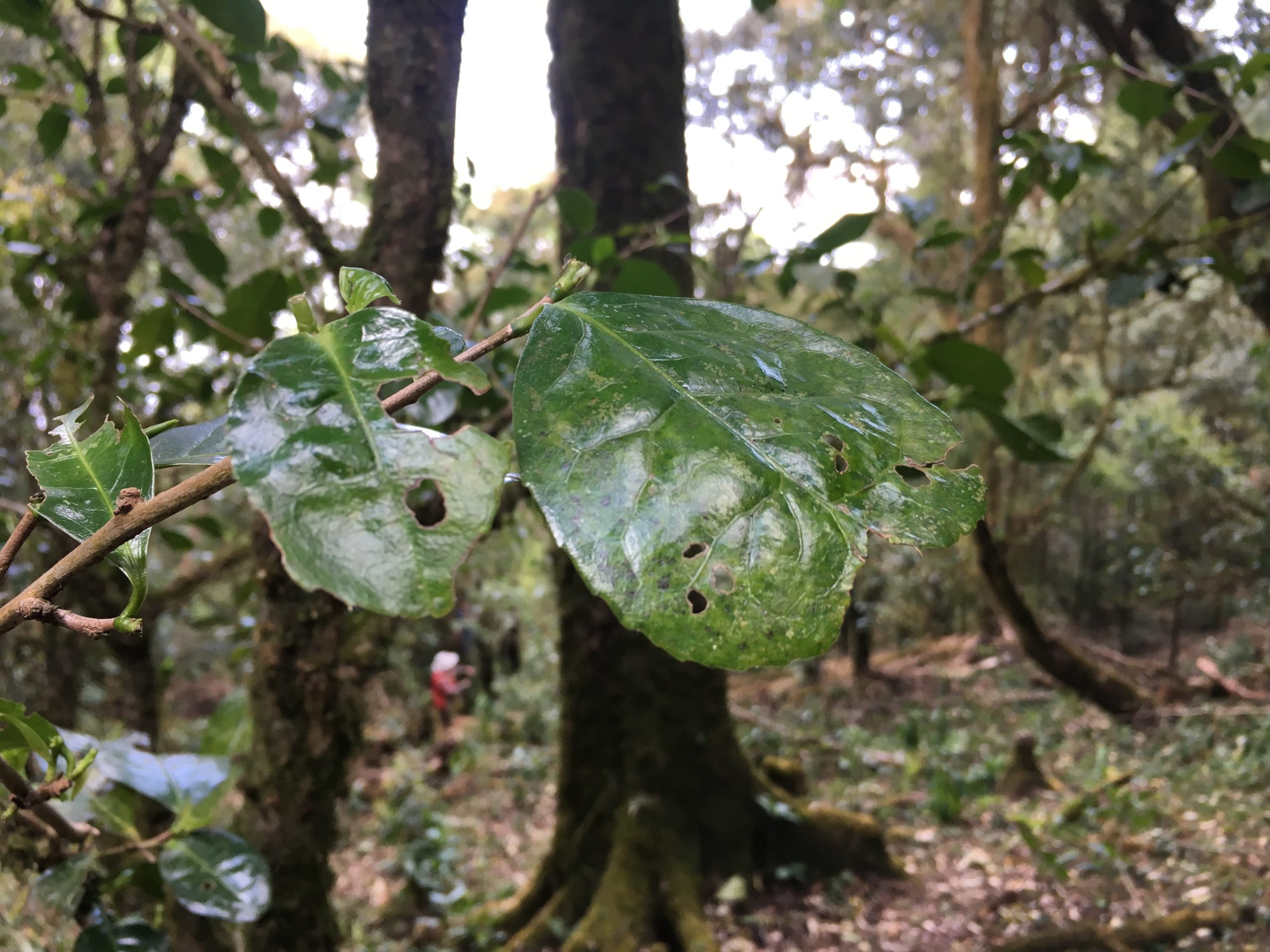2023年永德大雪山古樹(shù)春茶多少一公斤？