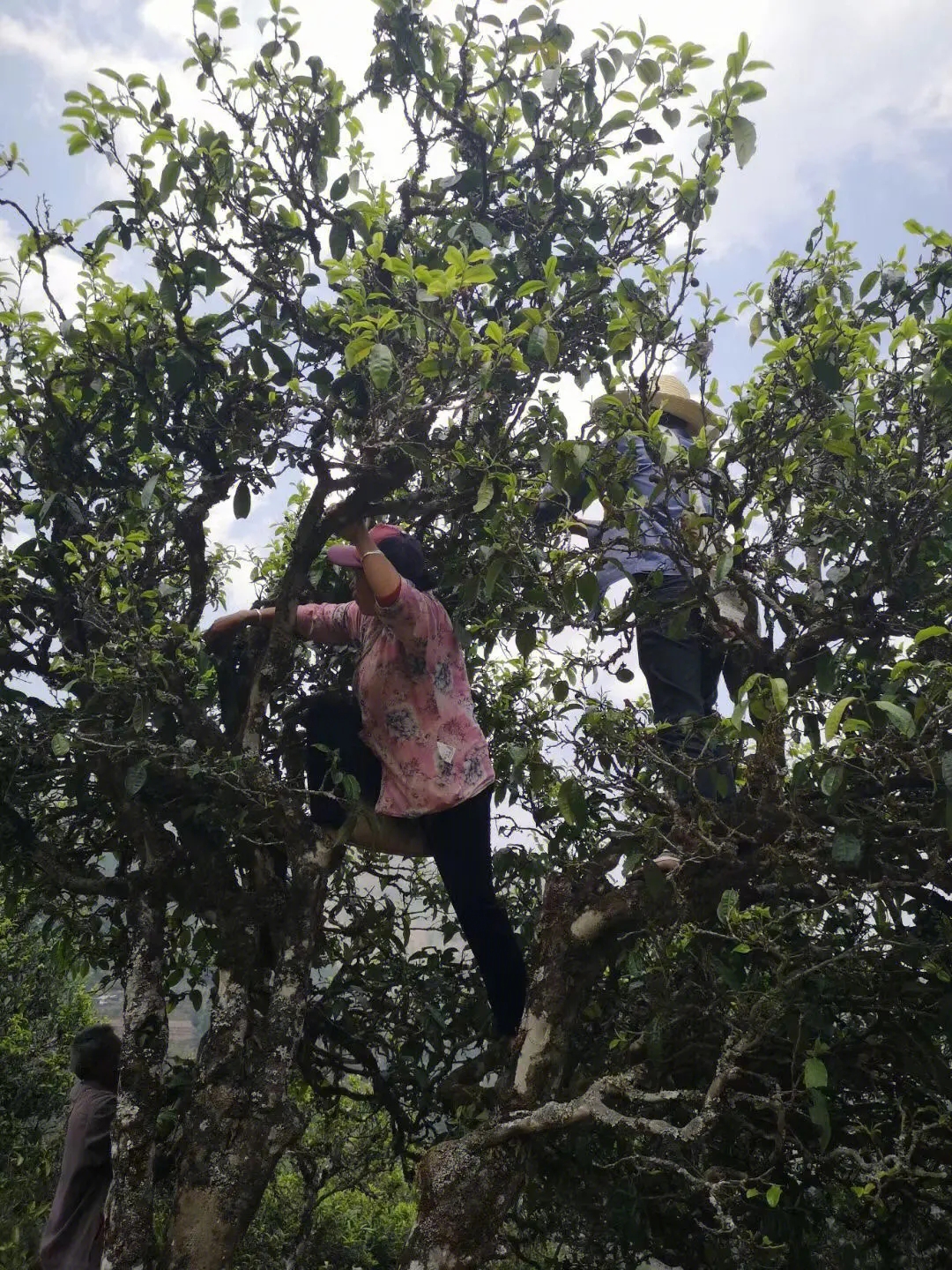 2023年寧洱擺尾箐古樹春茶特點是什么？