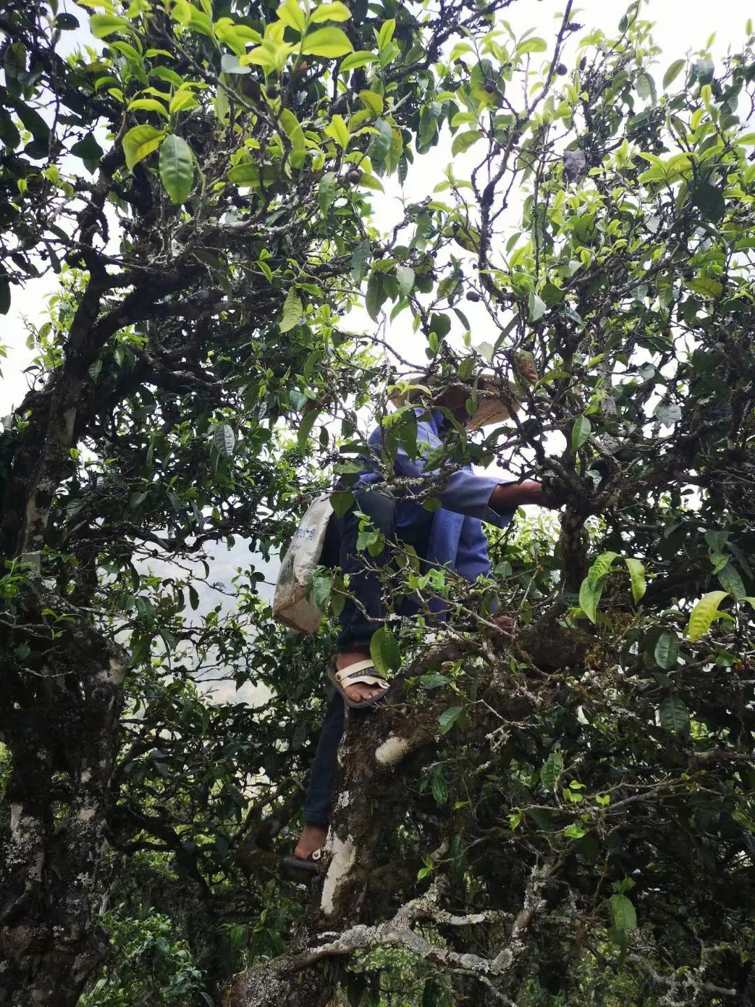 2023年寧洱擺尾箐古樹春茶品質(zhì)如何？