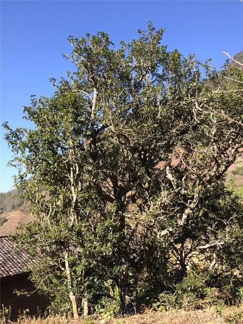 2023年寧洱擺尾箐古樹(shù)春茶價(jià)格是多少？