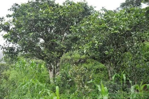 2023年鎮(zhèn)沅老海塘古樹(shù)春茶特點(diǎn) 是什么？