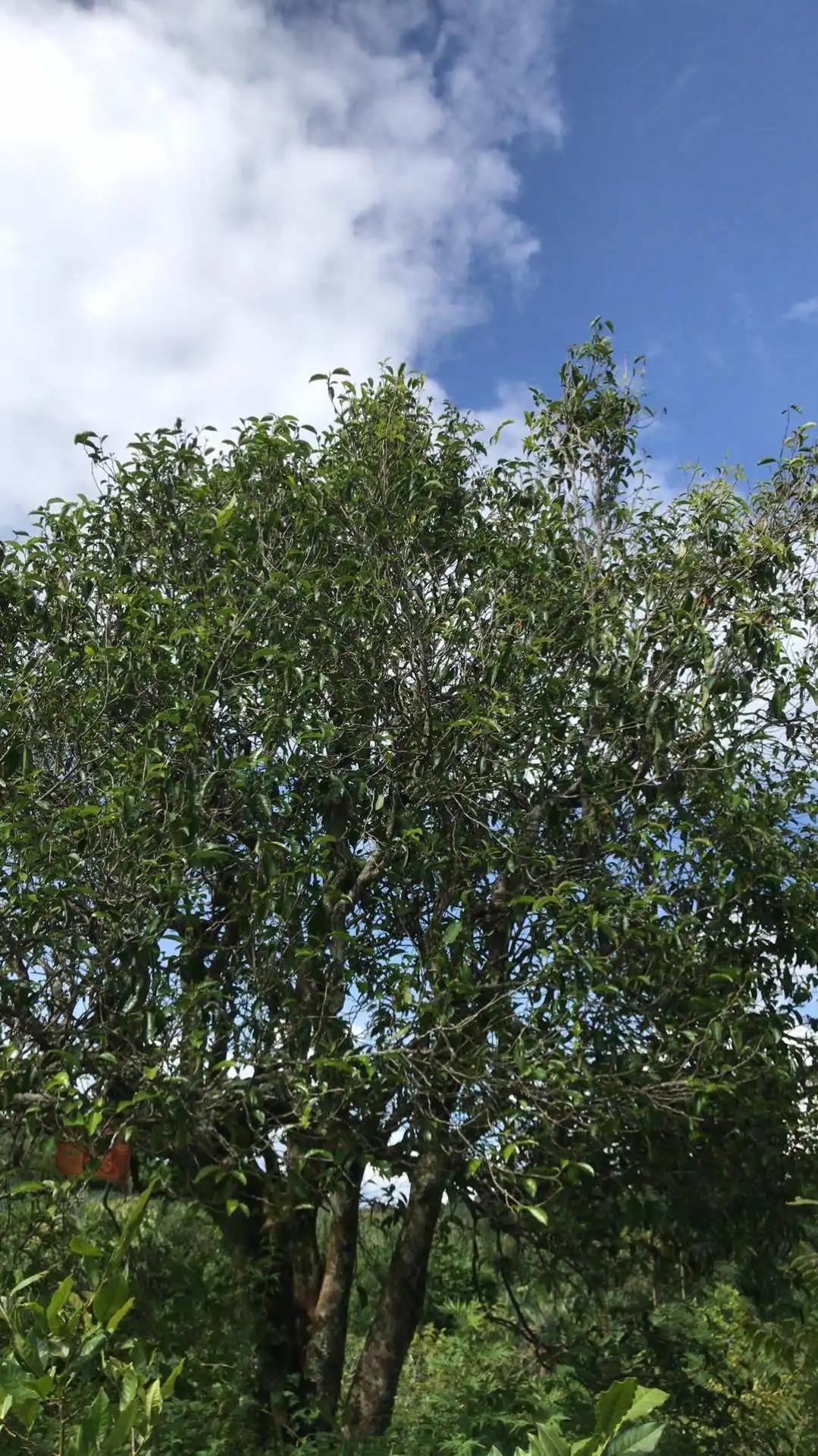 2023年鎮(zhèn)沅老烏山古樹(shù)春茶口感怎么樣？