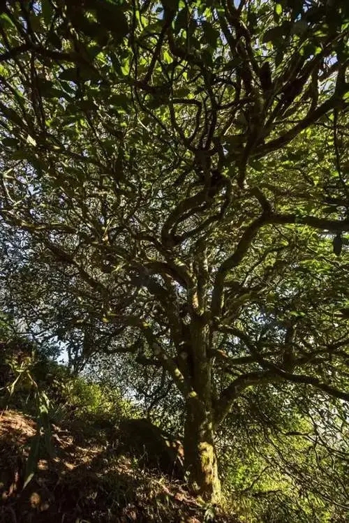 2023年鎮(zhèn)沅老烏山古樹(shù)春茶品質(zhì)如何？