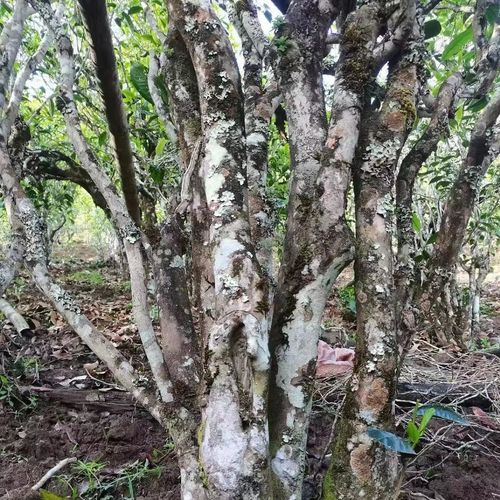 2023年鎮(zhèn)沅老烏山古樹(shù)春茶價(jià)格是多少？